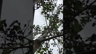 Common Alder (Alnus glutinosa) - canopy - July  2018