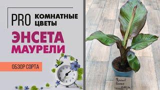 Банановая пальма. Банан - простое в уходе интересное и необычное комнатное растение. Пальмы для дома