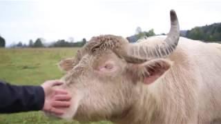 Landwirtschaft auf der Schwäbischen Alb - Wo die Büffel wohnen