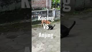 SeruKucing Vs Anjing..Hidup ini sebatas bercanda dan kaburrr..baaai