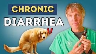 Pet IBD Relief: 9 Natural Remedies to Stop Chronic Diarrhea & Vomiting