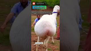 Eid Mubarak  #shorts | Bakra Eid Mubarak Status