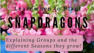 Snapdragons, Explaining Different Groups, When to Plant for Each Season