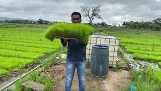 Paddy (rice) Tray nursery