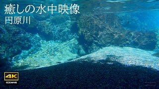 4K  自然環境音　円原川  癒しの水中映像＋水中音　Healing underwater footage