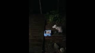 BETWEEN THE POURING RAIN AND THE NASTY SLUGS MY POOR POSSUM FRIEND DIDNT EAT MUCH LAST NIGHT!!!!!!!!