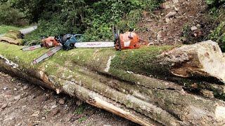 Huge beech versus Husqvarna 390xp & Makita EA 7900 (both stock)