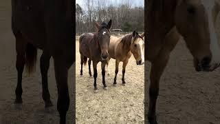 Hanging With The Baby Horses