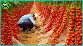 The Most Modern Agriculture Machines That Are At Another Level , How To Harvest Tomatoes In Farm ▶4