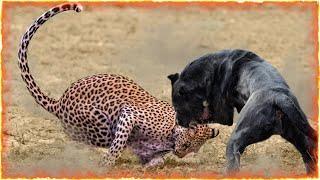 Cane Corso VS Leopard