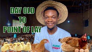 HOW TO GROW 1000 DAY OLD CHICKS TO POINT OF LAY