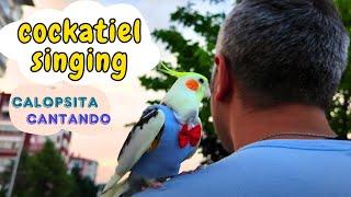 Best Cockatiel singing collection 2 hours 4K video Background