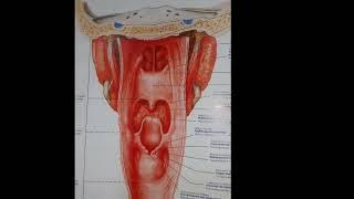 Halqum anatomiyasi.#ischanov #halqum #Lor #tibbiyot #anatomiya #fiziologiya #tiktok