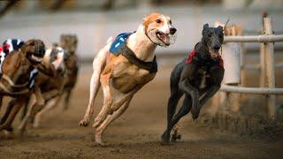 Greyhound racing to be banned in New Zealand