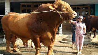 THE BIGGEST COW IN INDONESIA, weighing 1,494 kg