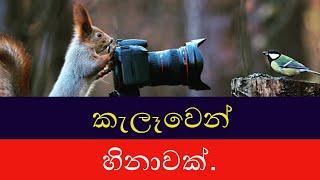 WILDLIFE COMEDY - ikka slk