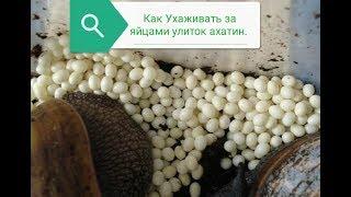 Яйца Улиток Ахатин. Как ухаживать за яйцами улиток.Улитки Ахатины.