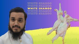 White Shamoo ki growth achi chal rahi | Zain Pet Vlogs | #whiteshamo #aseel