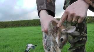 Air rifle rabbit hunting