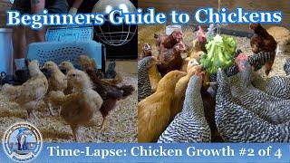 Chicken Growth (TIME-LAPSE) #2 of 4 -  RAISING CHICKENS 101