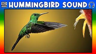  HUMMINGBIRD SOUND - HUMMINGBIRD SOUND EFFECT - SOUND OF HUMMINGBIRD - NOISE OF HUMMINGBIRD