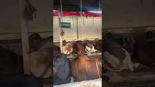 It's rare to see cows on such a beautiful farm, all sitting together and resting #cattlefarming