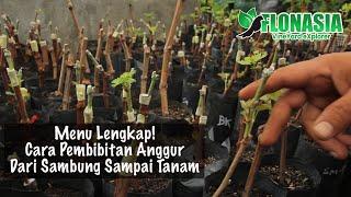 Wajib Disimak. Cara Bikin Bibit Hingga Tanam Di Lahan [Pembibitan Anggur Impor]