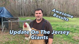 Update On The Jersey Giants