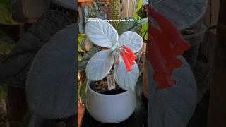 Sinningia leucotricha coming back to life this spring  love this furry guy #houseplants