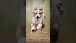 Top 10 Most Beautiful Dogs Breeds In The World #shorts