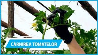 Cârnirea Tomatelor | Ferma  Marcoser