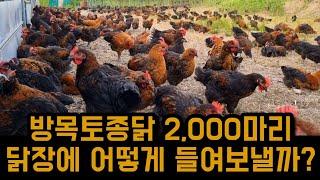 방목중인 토종닭들 닭장에 넣는 방법은?