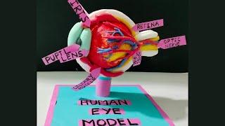 Human Eye Model | 3D eye model using clay | DIY | science project | biology model