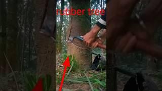 rubber tree making rubber|#shorts #latex #shortvideo ️