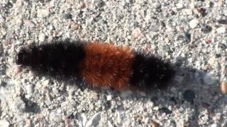 Isabella Tiger Moth  (Erebidae: Pyrrharctia isabella) Caterpillar