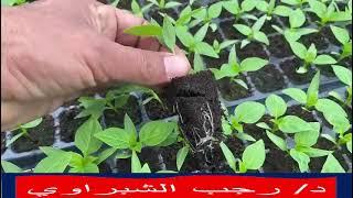 كيفية انتاج شتلات الخضر بدون أعفان جذورHow to produce vegetable seedlings without root rots