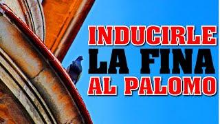 ¿ES BUENO INDUCIRLE "LA FINA" AL PALOMO DE CONQUISTA?