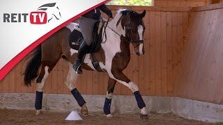 Reiten lernen: Bahnfiguren - Ganze Bahn / Halbe Bahn