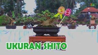 "KECIL KECIL CABE RAWIT" BONSAI KELAS SHITO ROAD TO THE MAX