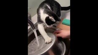  The cat will figure it out!  Funny video with cats and kittens for a good mood! 