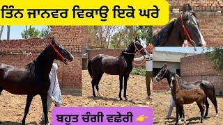 ਤਿੰਨ ਜਾਨਵਰ ਵਿਕਾਉ ਇਕੋ ਘਰੇ ਬਹੁਤ ਸੋਹਣੀ ਵਛੇਰੀ ।mare for sale |horse for sale #shonkibande1110