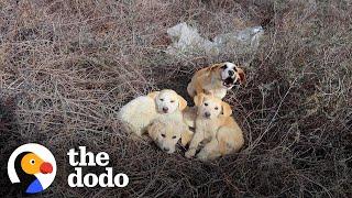 Couple Won't Give Up Trying To Catch Stray Puppy | The Dodo Faith = Restored