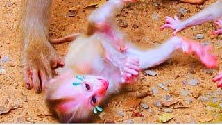 Tiny baby hungry milk/ Cute baby monkey l Lovely baby monkey video l beautiful baby monkey