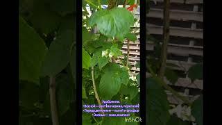 Сладкая и Сочная летняя малина.#сад #garden #дача #garten
