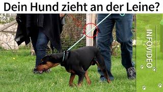 Hund zieht an Leine ️ Ständig gespannte Leine beim Gassigehen? ️ Lösung ️