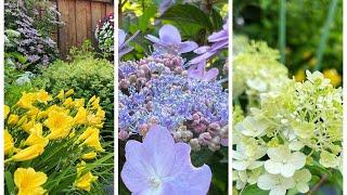 Dividing Tiny Tuff Stuff Hydrangea + Daylily & Transplanting Bobo Hydrangea - Mid May 2024