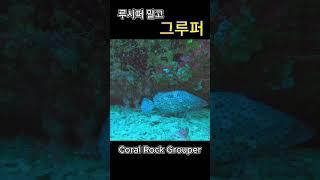 필리핀에서 만난 그루퍼( Coral Rock Grouper )  #grouperfish #grouper #grouperfishing #fish #물생활 #그루퍼#자바리