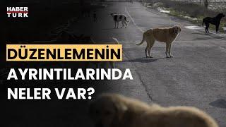 Başıboş köpek düzenlemesi için kim, ne diyor? Fevzi Çakır anlattı