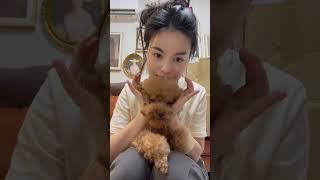 在小小的花园里挖呀挖呀挖#cute #poddle #dog