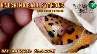 Hatching Ball Pythons (from start to finish)